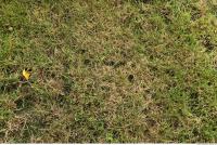 photo texture of grass 0003
